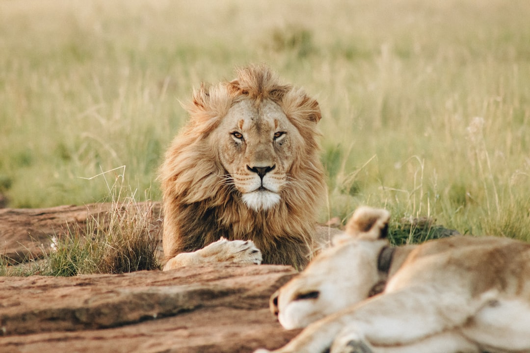 partez pour une aventure inoubliable avec notre safari, où vous découvrirez des paysages époustouflants et rencontrerez des animaux sauvages dans leur habitat naturel. une expérience unique pour les amateurs de nature et d'aventure.